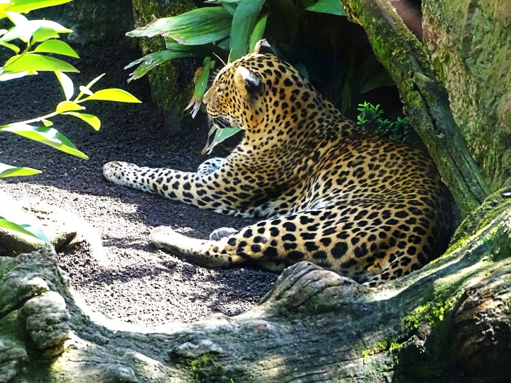Foto: Bioparc - Valencia (Comunidad Valenciana), España