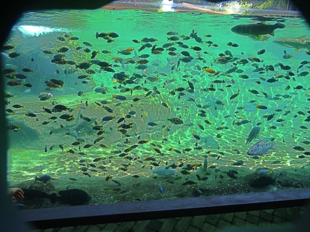 Foto: Acuario Oceonagrafic - Valencia (Comunidad Valenciana), España