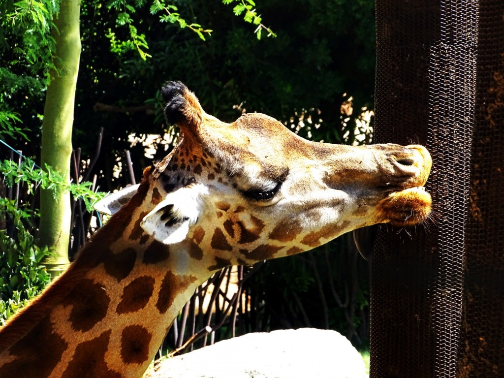 Foto: Jirafa del Bioparc - Valencia (Comunidad Valenciana), España