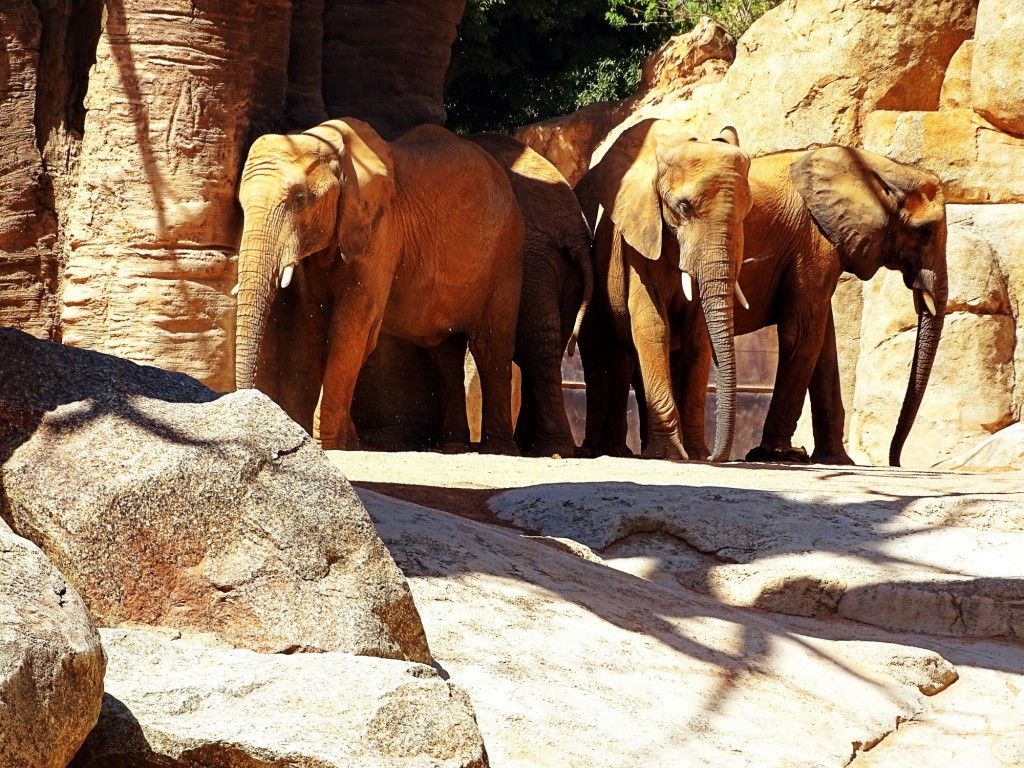 Foto: Elefantes del Bioparc - Valencia (Comunidad Valenciana), España