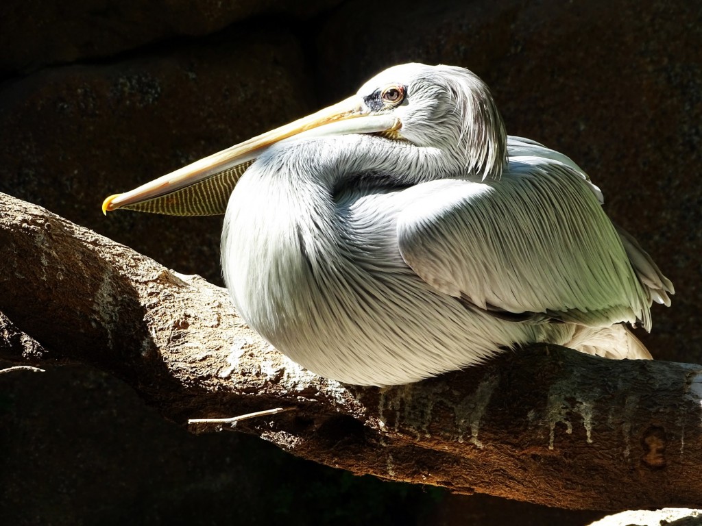 Foto: Pelicano Bioparc - Valencia (Comunidad Valenciana), España
