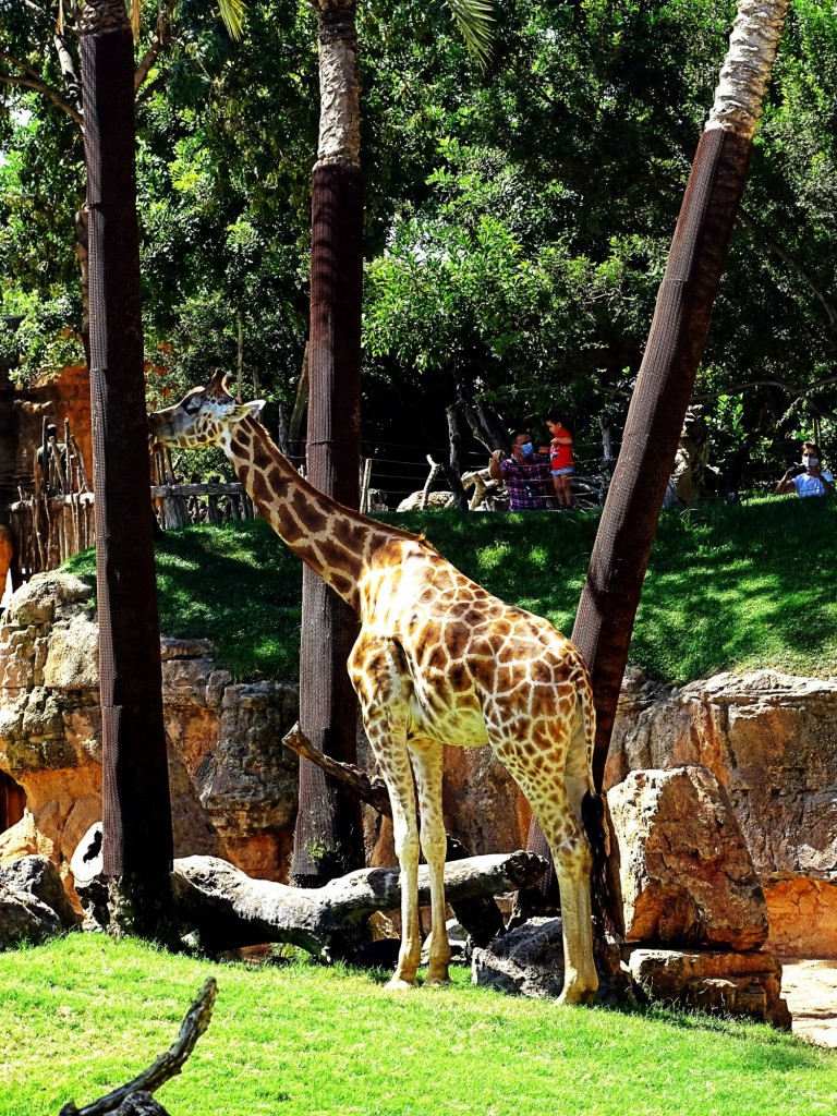 Foto: Jirafa del Bioparc - Valencia (Comunidad Valenciana), España