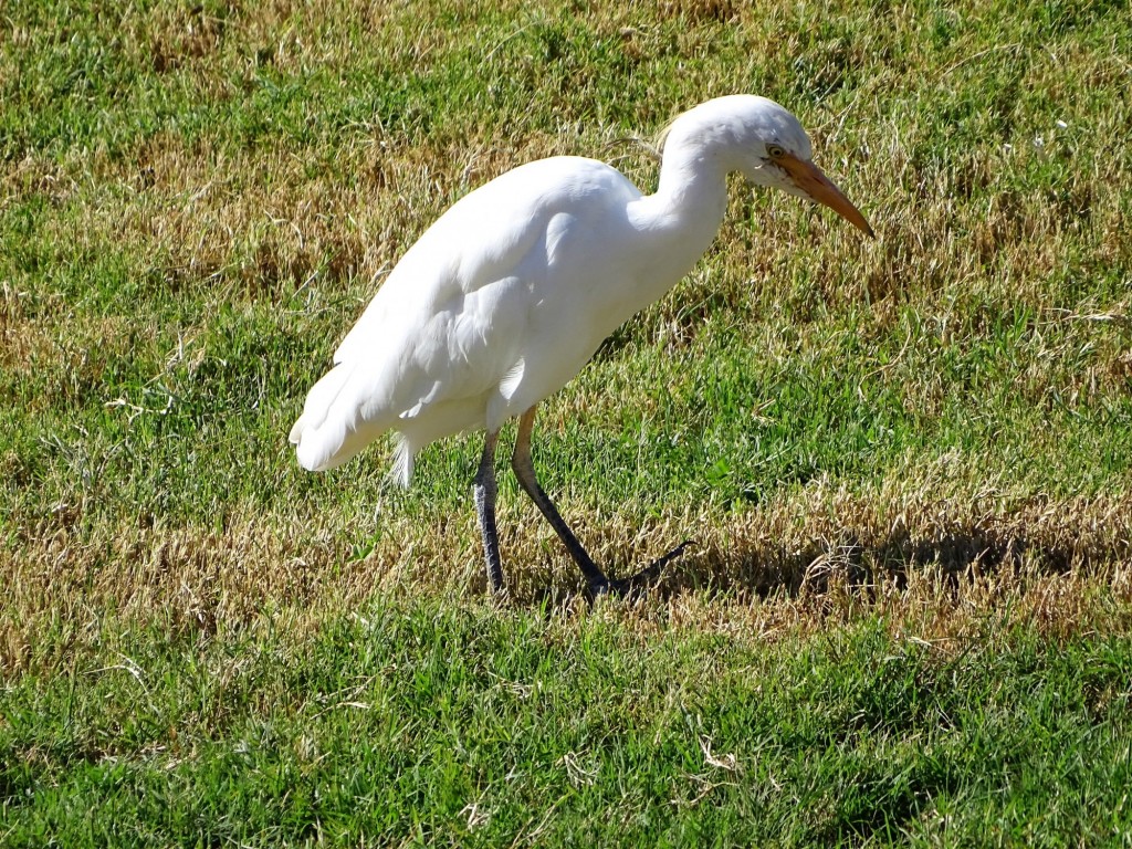 Foto: Garcilla Bioparc - Valencia (Comunidad Valenciana), España