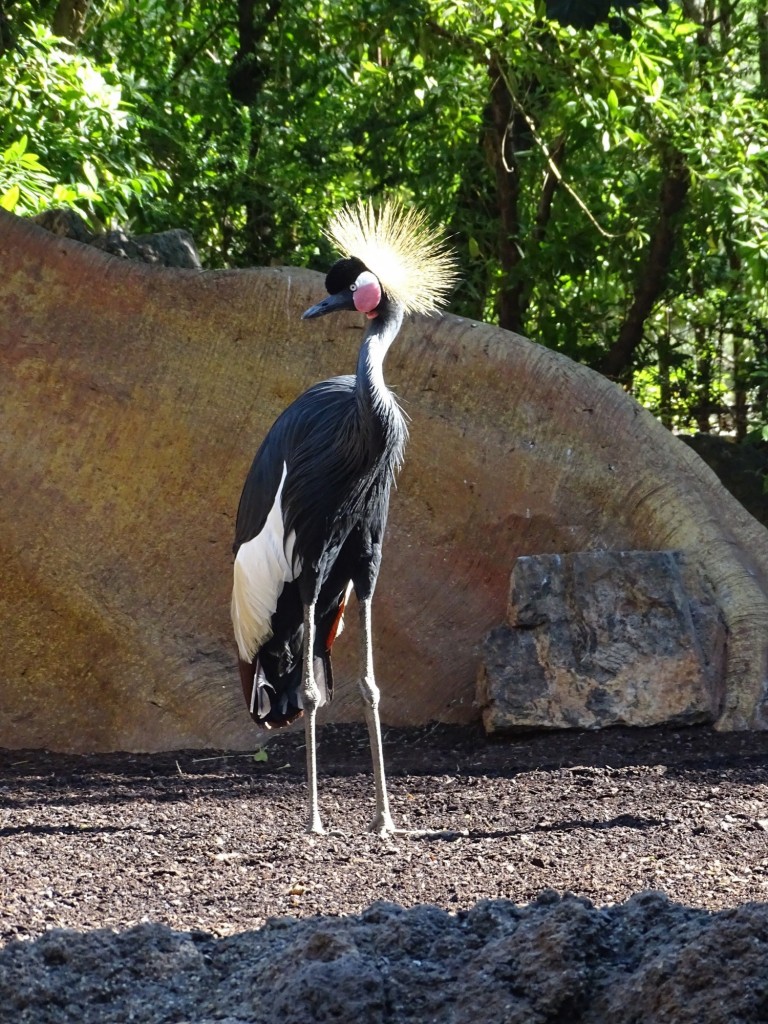 Foto: Bioparc - Valencia (Comunidad Valenciana), España