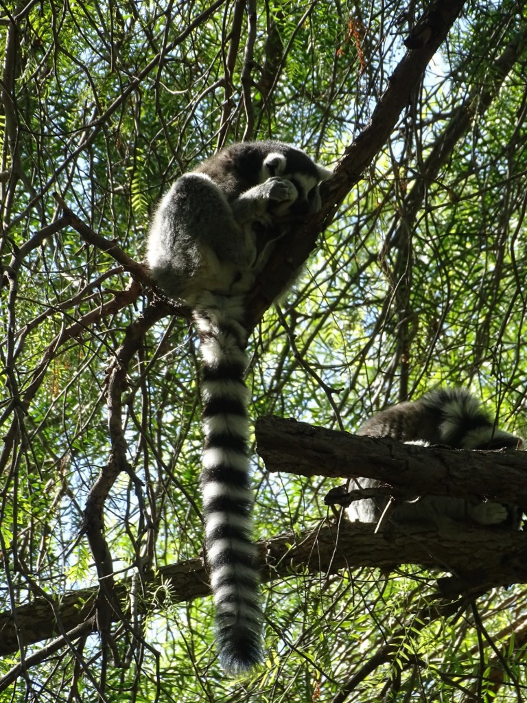 Foto: Bioparc - Valencia (Comunidad Valenciana), España