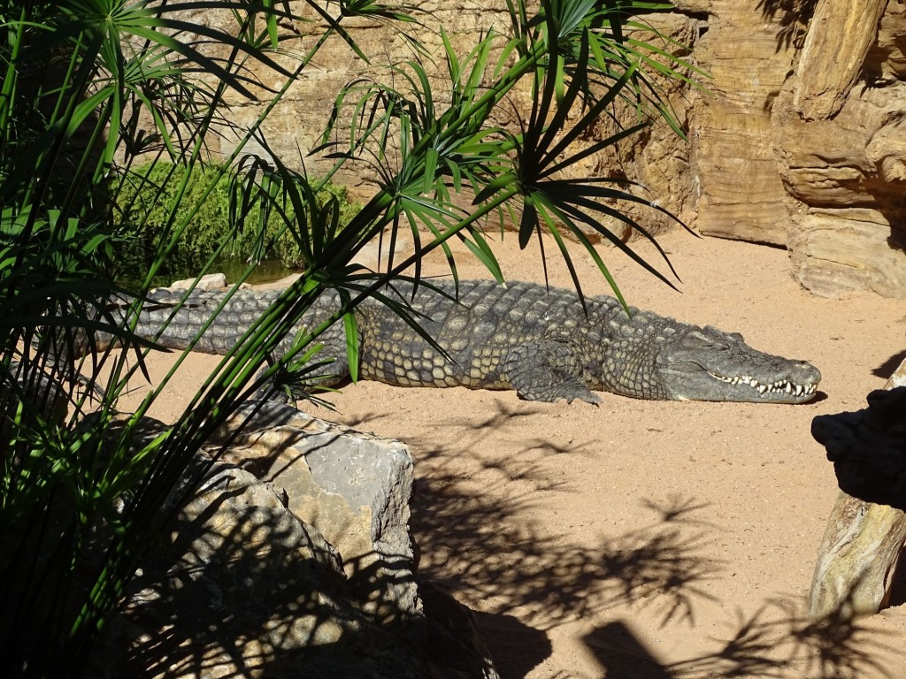 Foto: Bioparc - Valencia (Comunidad Valenciana), España