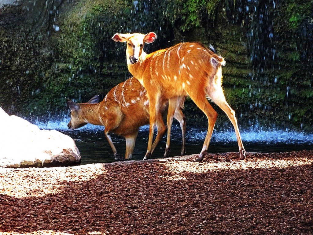 Foto: Bioparc - Valencia (Comunidad Valenciana), España