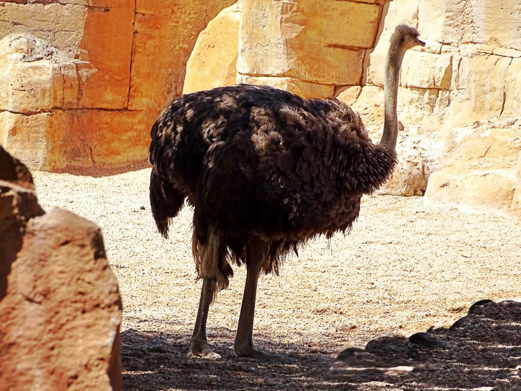 Foto: Avestruz del Bioparc - Valencia (Comunidad Valenciana), España