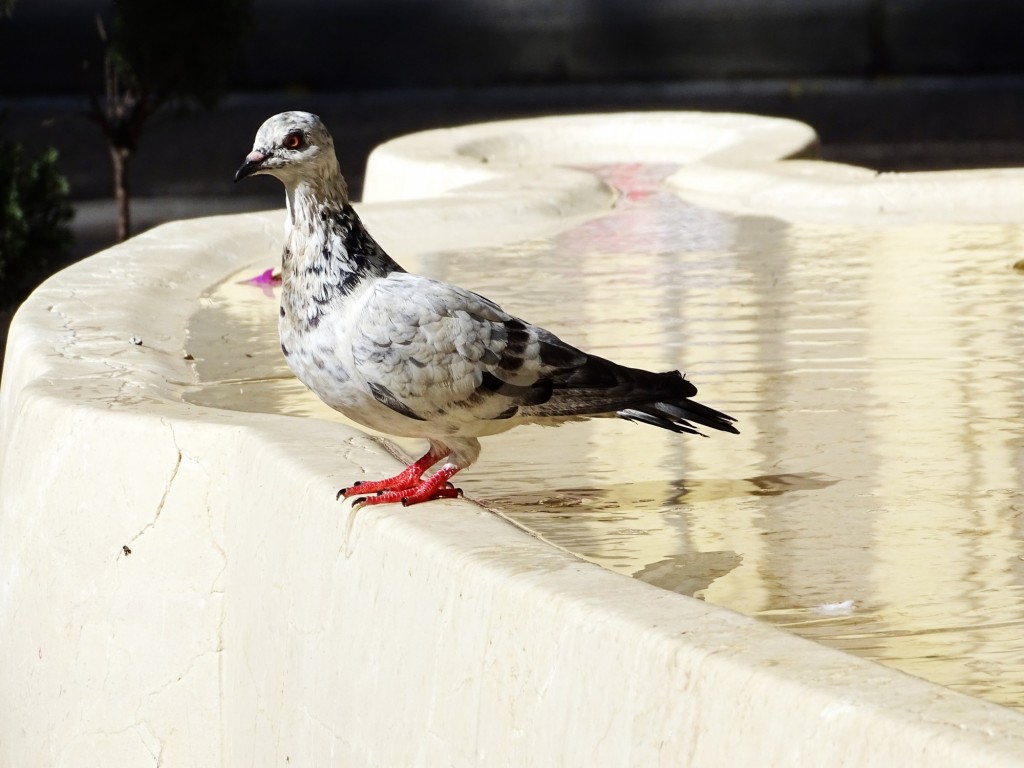 Foto: Paloma en bebedero - Valencia (Comunidad Valenciana), España