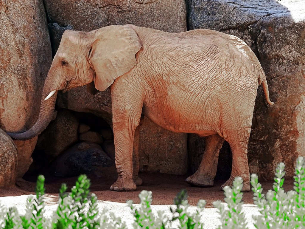 Foto: Bioparc - Valencia (Comunidad Valenciana), España
