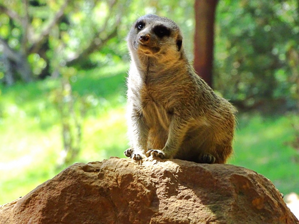 Foto: Bioparc - Valencia (Comunidad Valenciana), España