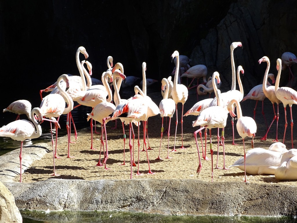 Foto: Flamencos Bioparc - Valencia (Comunidad Valenciana), España