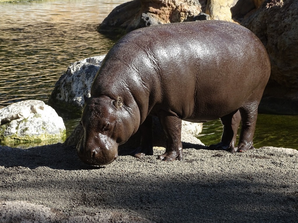 Foto: Hipopotamo enano Bioparc - Valencia (Comunidad Valenciana), España
