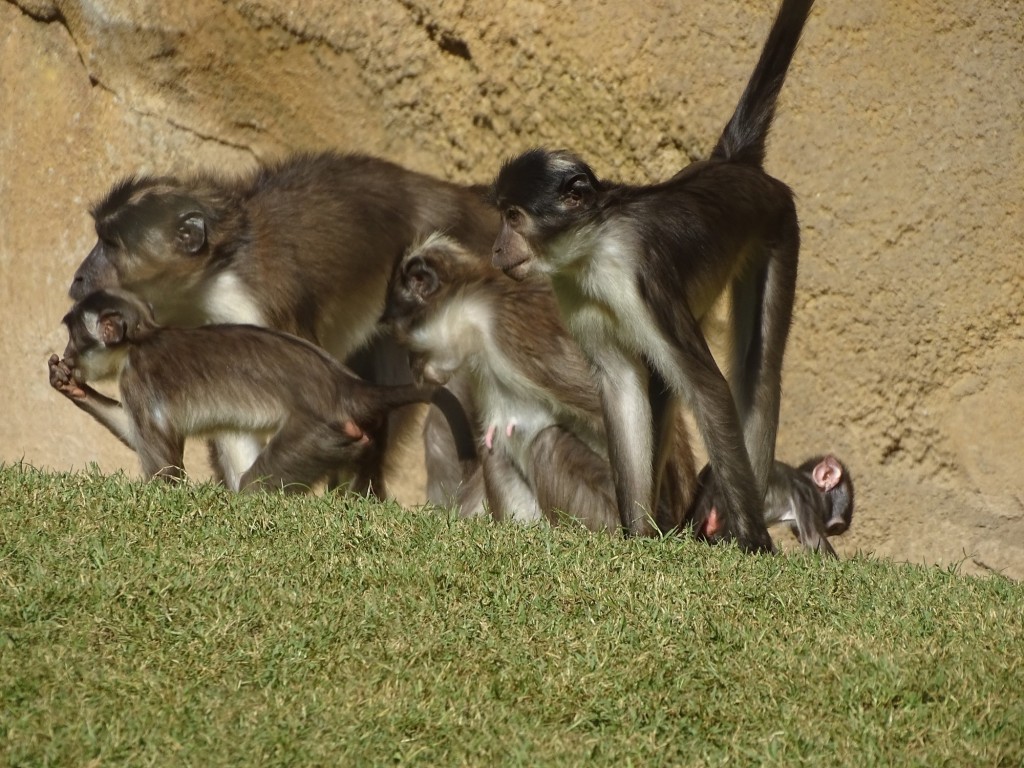 Foto: Bioparc - Valencia (Comunidad Valenciana), España