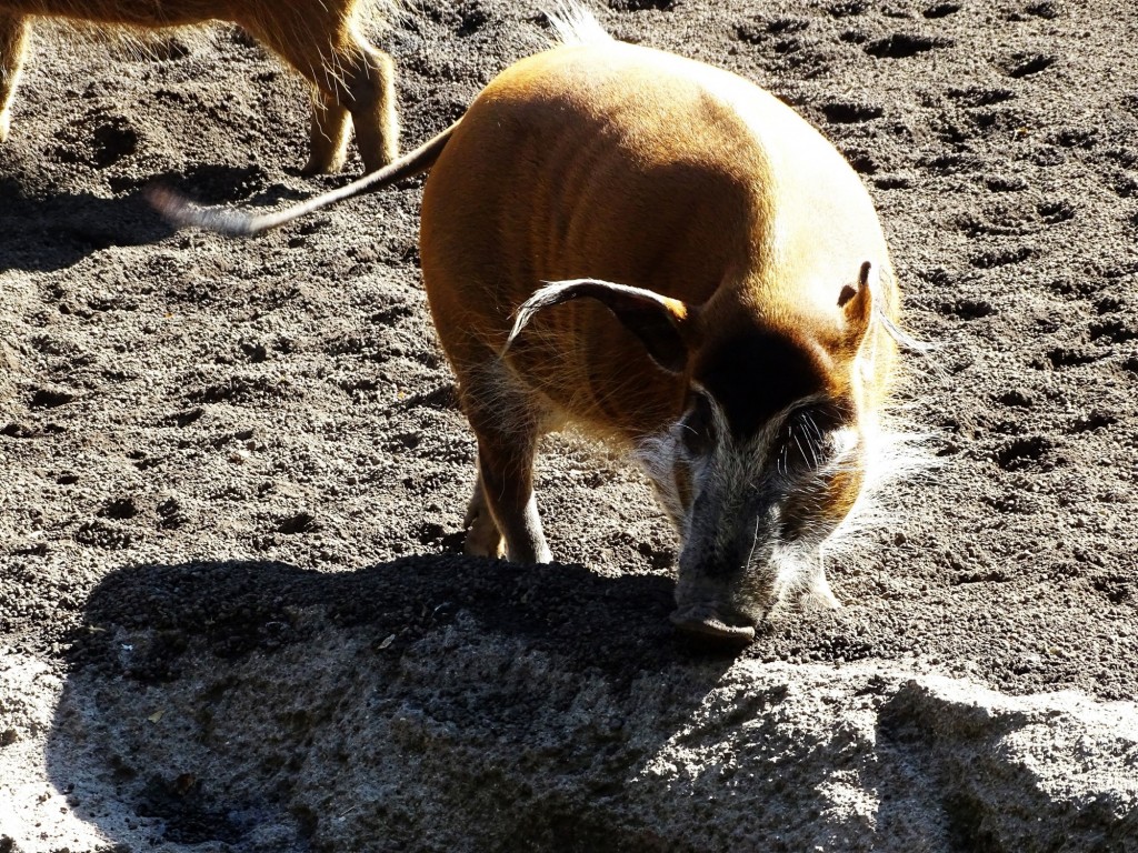 Foto: Bioparc - Valencia (Comunidad Valenciana), España