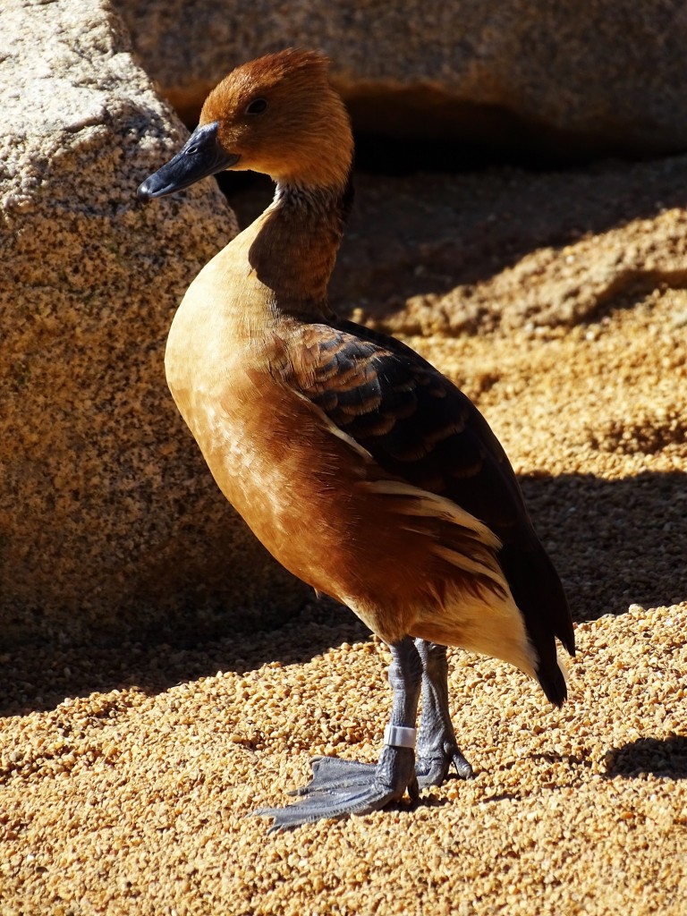 Foto: Pato Bioparc - Valencia (Comunidad Valenciana), España