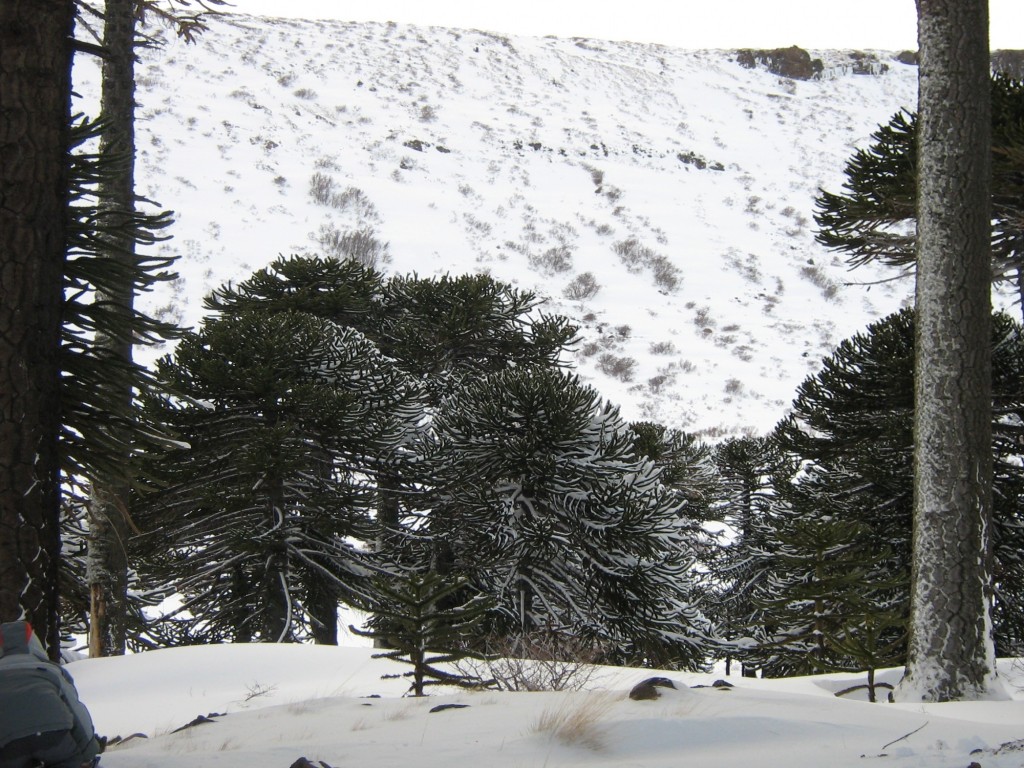 Foto: Bosque Nevado - Caviahue (Neuquén), Argentina