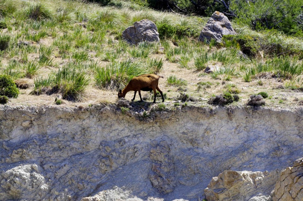 Foto: Cabra paciendo - Pollensa (Illes Balears), España