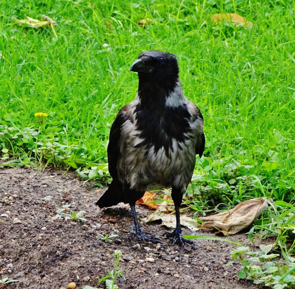 Foto: Cuervo - Wien (Vienna), Austria