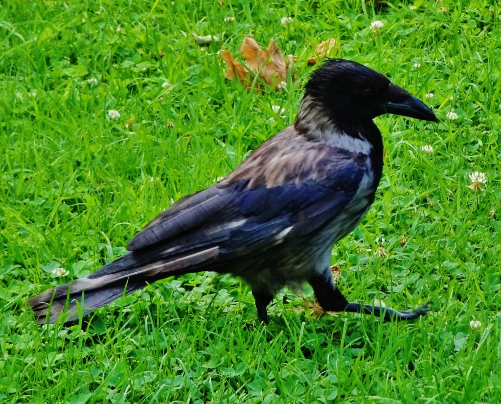 Foto: Cuervo - Wien (Vienna), Austria
