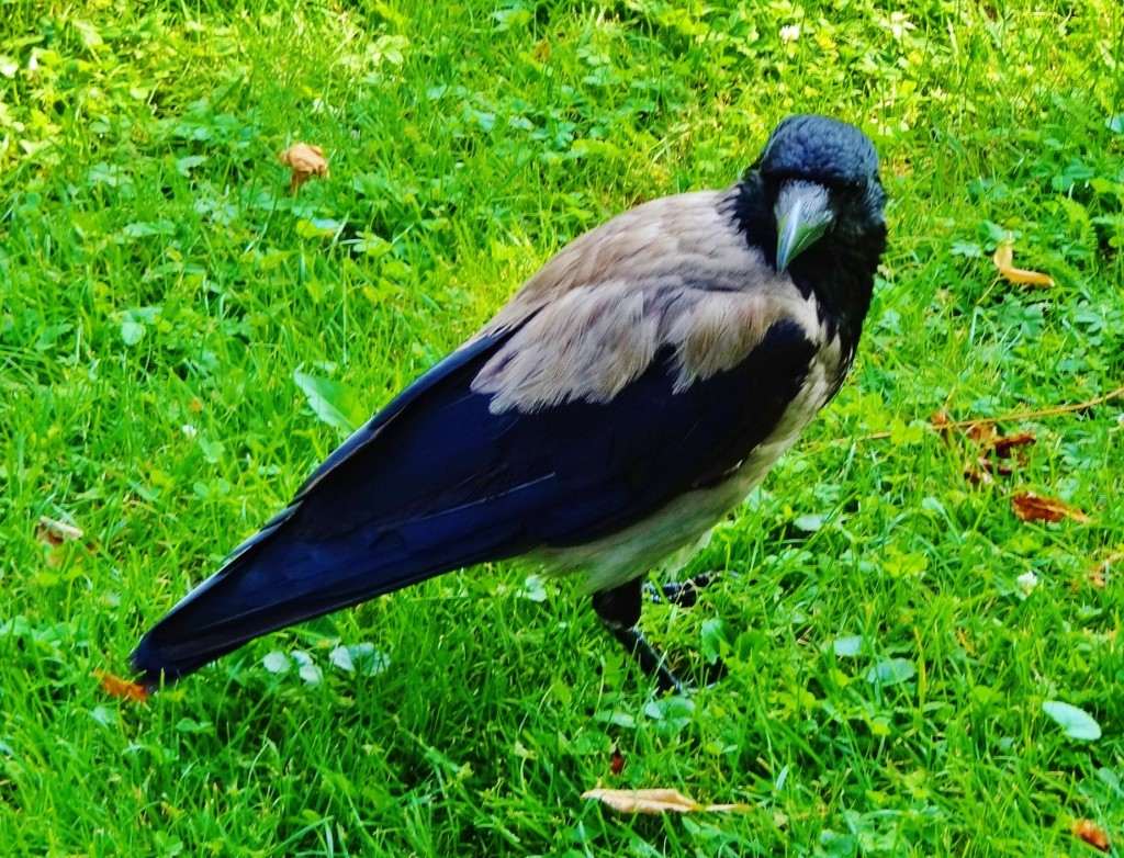 Foto: Volksgarten - Wien (Vienna), Austria