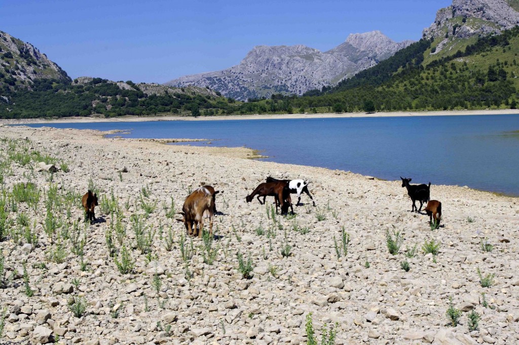 Foto: Cabras pastando en las orillas del embalse - Escorca (Illes Balears), España