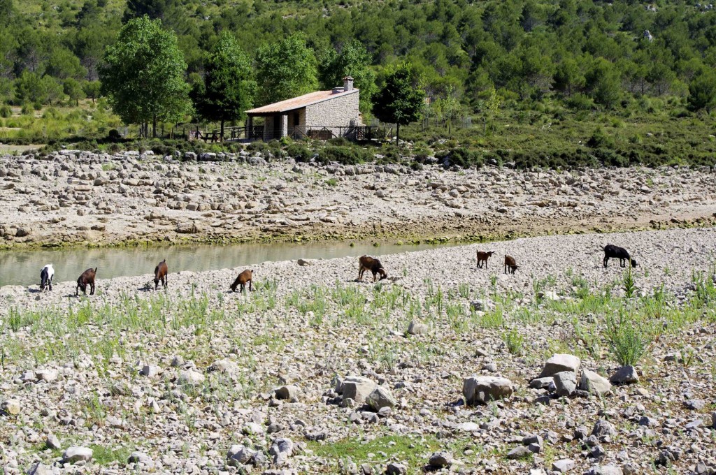 Foto: EL pequeño rebaño - Escorca (Illes Balears), España