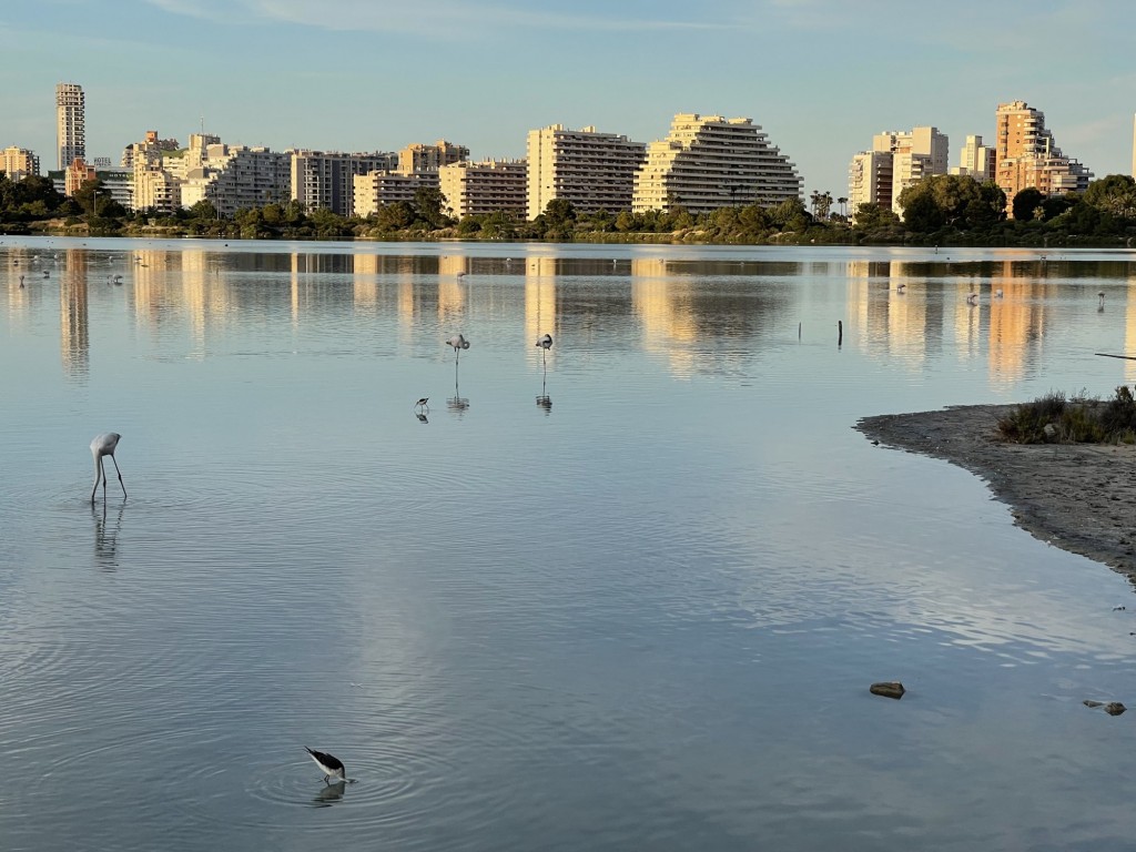 Foto: Lago con flamencos - Calpe (Alicante), España