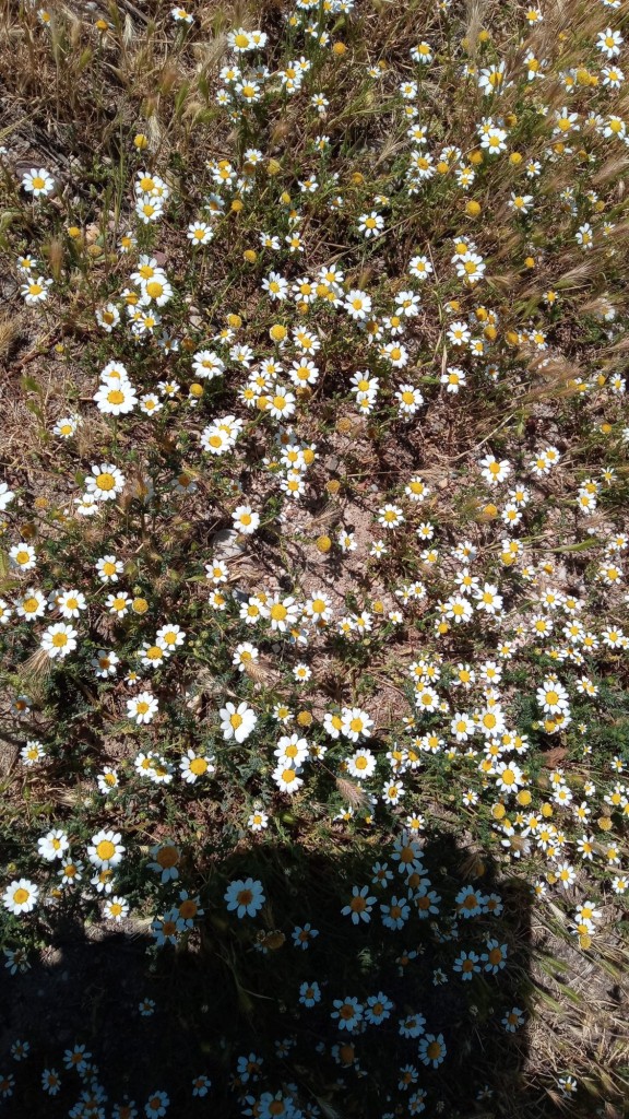 Foto: primavera 2021 - Calatayud (Aragón), España