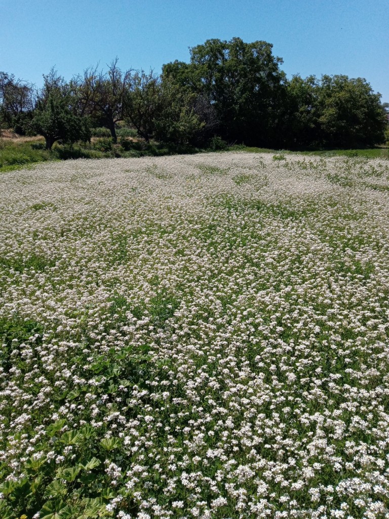 Foto: primavera 2021 - Calatayud (Aragón), España