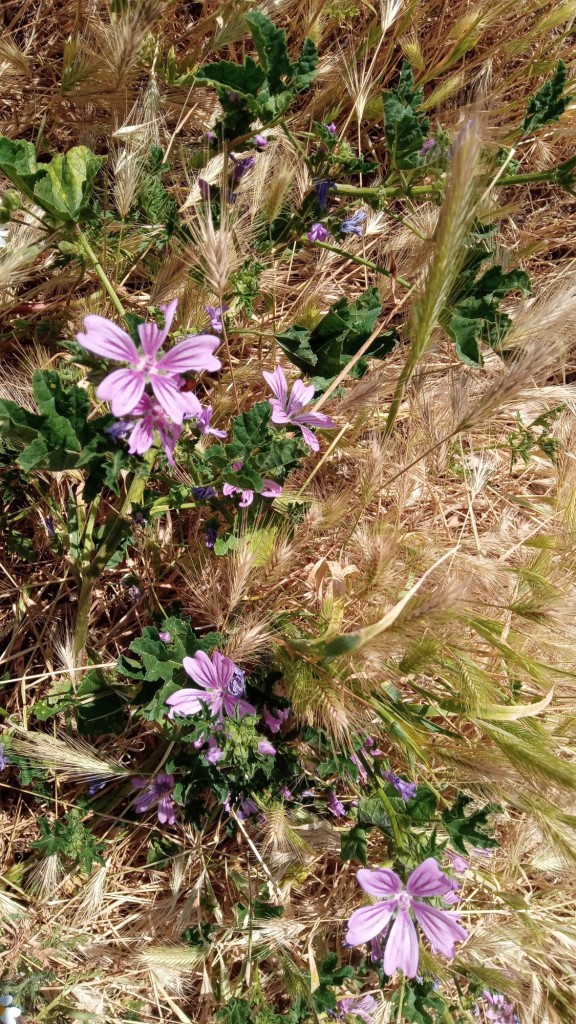 Foto: primavera 2021 - Calatayud (Aragón), España