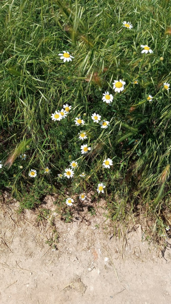 Foto: primavera 2021 - Calatayud (Aragón), España