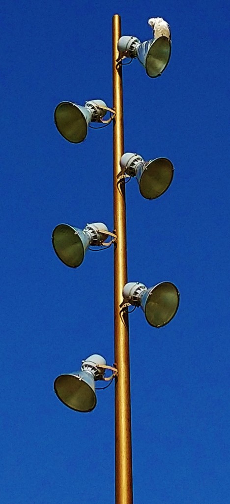 Foto: Gaviota - Barcelona (Cataluña), España