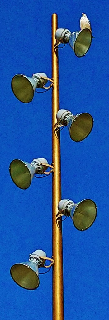 Foto: Gaviota - Barcelona (Cataluña), España