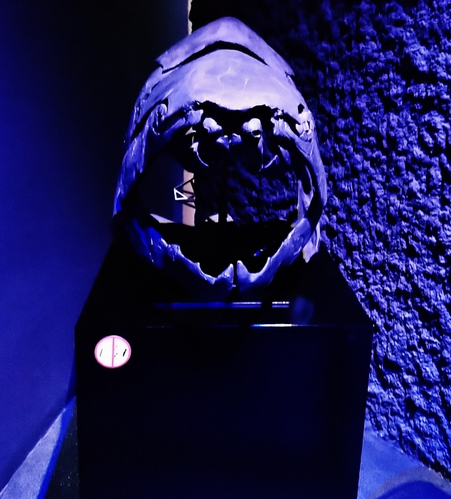 Foto: Museu de Ciències Naturals de Barcelona - Barcelona (Cataluña), España