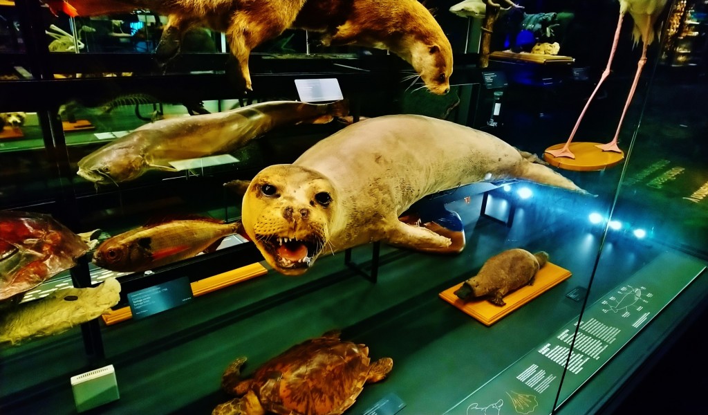 Foto: Museu de Ciències Naturals de Barcelona - Barcelona (Cataluña), España