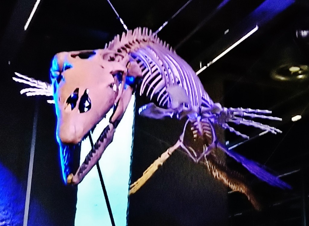 Foto: Museu de Ciències Naturals de Barcelona - Barcelona (Cataluña), España