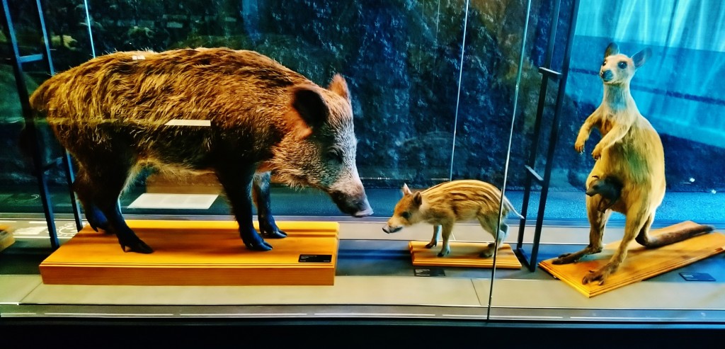 Foto: Museu de Ciències Naturals de Barcelona - Barcelona (Cataluña), España