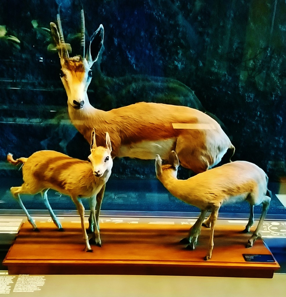 Foto: Museu de Ciències Naturals de Barcelona - Barcelona (Cataluña), España