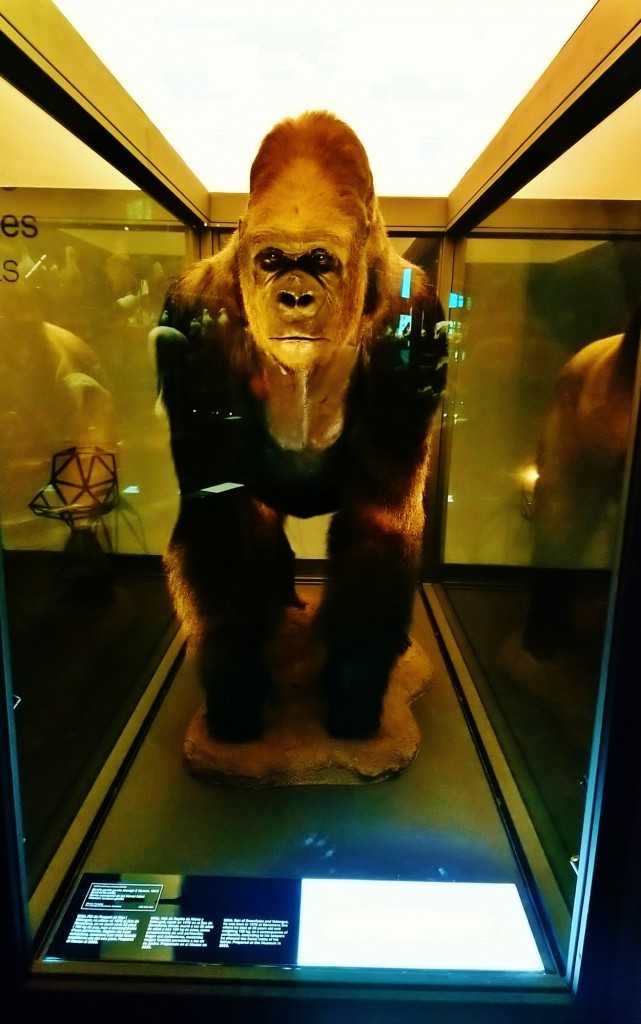 Foto: Museu de Ciències Naturals de Barcelona - Barcelona (Cataluña), España