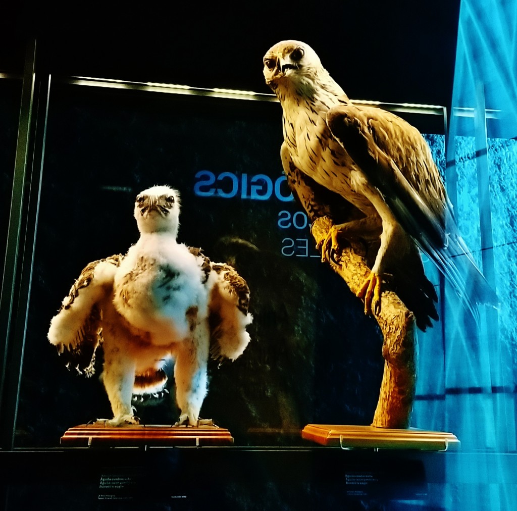 Foto: Museu de Ciències Naturals de Barcelona - Barcelona (Cataluña), España