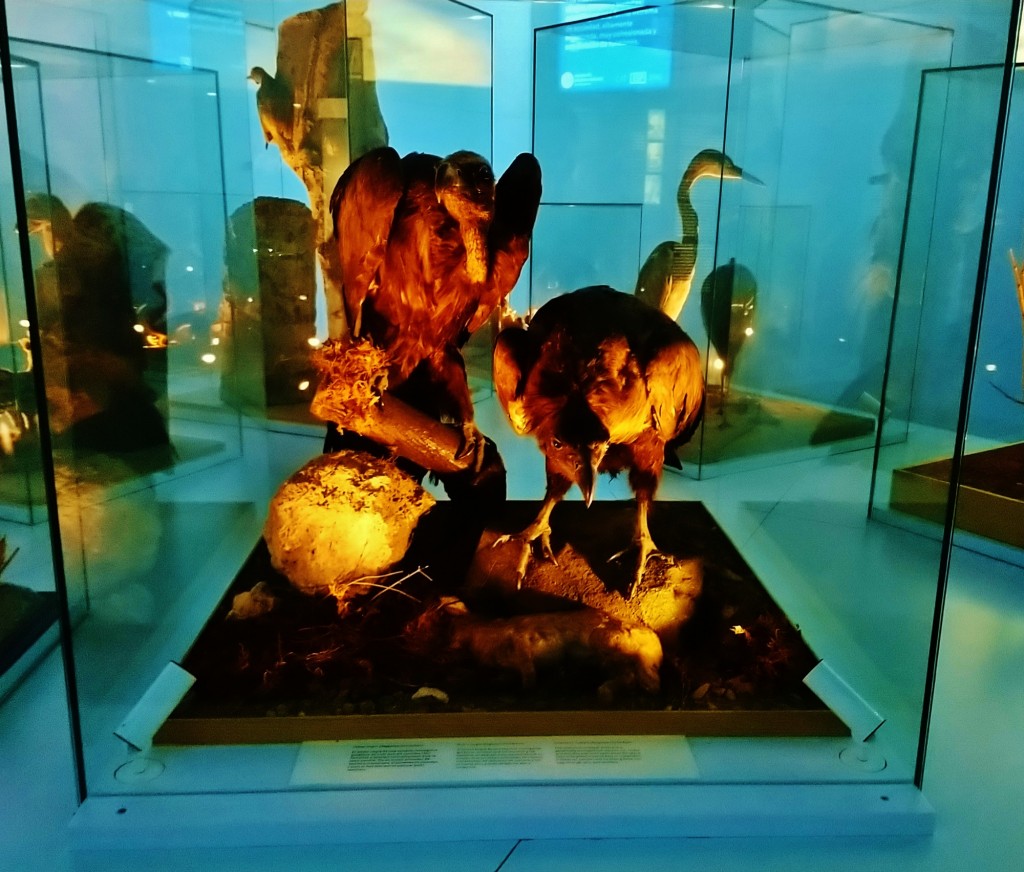 Foto: Museu de Ciències Naturals de Barcelona - Barcelona (Cataluña), España