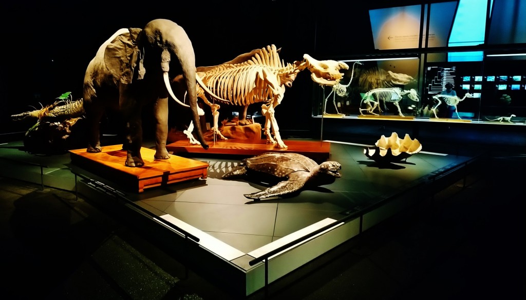 Foto: Museu de Ciències Naturals de Barcelona - Barcelona (Cataluña), España