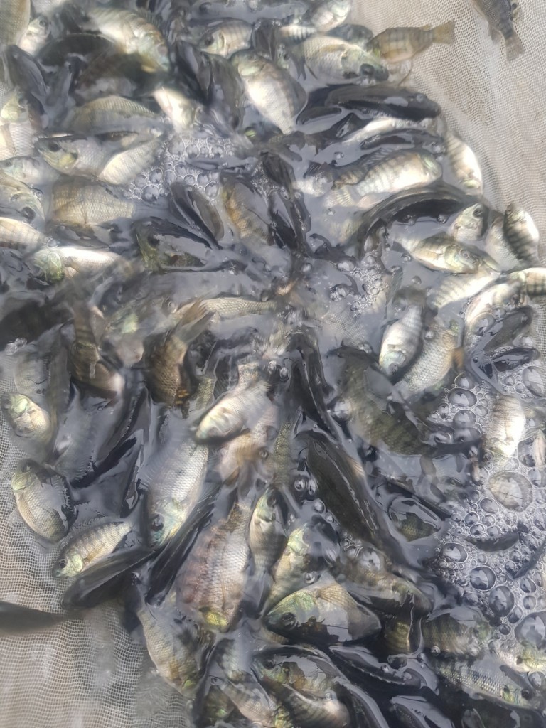 Foto: Alevin de Tilapia - Pococi (Limón), Costa Rica