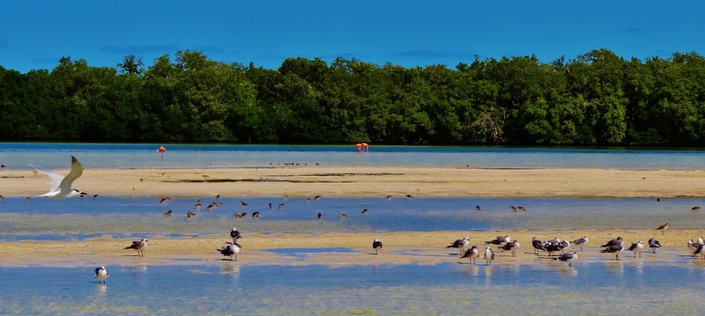 Foto: Isla Pasión - Isla Pasión (Quintana Roo), México
