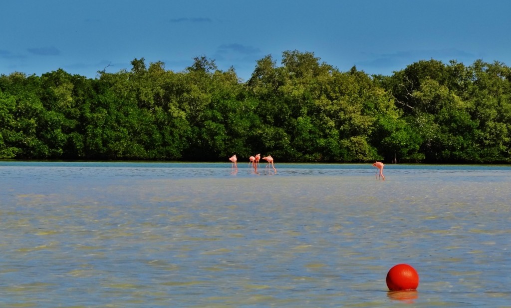 Foto: Isla Pasión - Isla Pasión (Quintana Roo), México