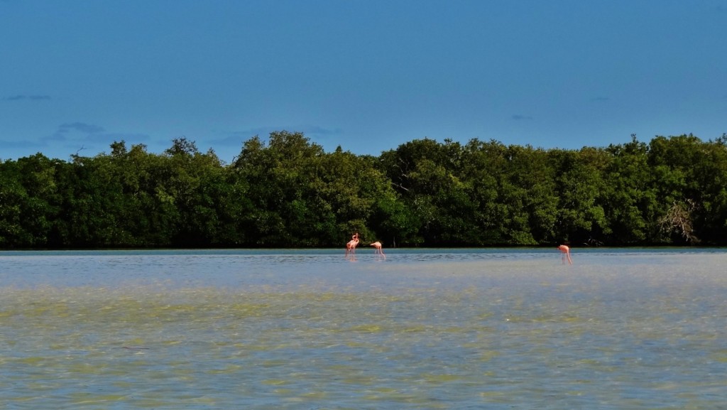 Foto: Isla Pasión - Isla Pasión (Quintana Roo), México