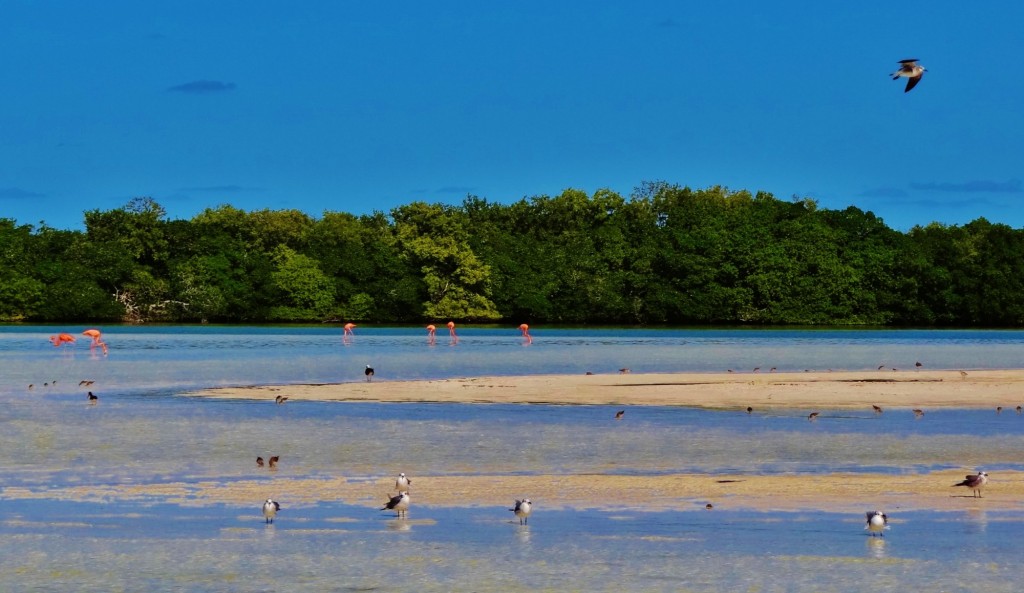 Foto: Isla Pasión - Isla Pasión (Quintana Roo), México