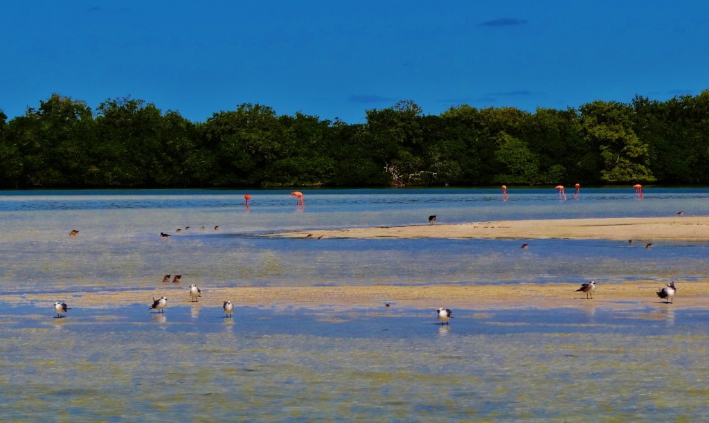 Foto: Isla Pasión - Isla Pasión (Quintana Roo), México