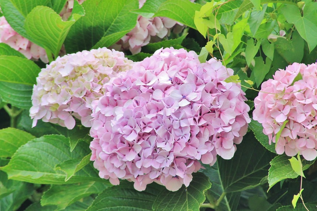 Foto: Flores - Navia (Asturias), España